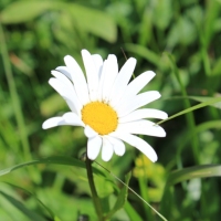 (114/134): ysa Polana - Bielovodska dolina - Litvorova dolina - Bielovodska dolina - ysa Polana