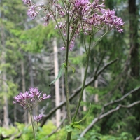 (118/134): ysa Polana - Bielovodska dolina - Litvorova dolina - Bielovodska dolina - ysa Polana