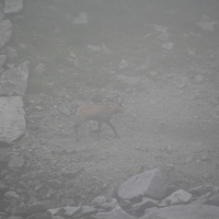 (38/124): Palenica Biaczaska - Dolina Rybiego Potoku - Morskie Oko 1395 m n.p.m. - Dolina za Mnichem - Wrota Chaubiskiego 2022 m n.p.m. - Dolina za Mnichem - Morskie Oko 1395 m n.p.m. -  Dolina Rybiego Potoku - Palenica Biaczaska