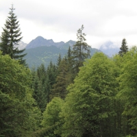 (8/114): Tatranska Javorina - Javorova dolina - Dolina Zadnych Med`odolov - Kopske sedlo 1750 m n.p.m. -  Dolina Zadnych Med`odolov - Javorova dolina - Tatranska Javorina