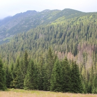 (31/114): Tatranska Javorina - Javorova dolina - Dolina Zadnych Med`odolov - Kopske sedlo 1750 m n.p.m. -  Dolina Zadnych Med`odolov - Javorova dolina - Tatranska Javorina