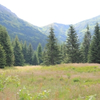 (38/114): Tatranska Javorina - Javorova dolina - Dolina Zadnych Med`odolov - Kopske sedlo 1750 m n.p.m. -  Dolina Zadnych Med`odolov - Javorova dolina - Tatranska Javorina