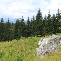 (107/114): Tatranska Javorina - Javorova dolina - Dolina Zadnych Med`odolov - Kopske sedlo 1750 m n.p.m. -  Dolina Zadnych Med`odolov - Javorova dolina - Tatranska Javorina
