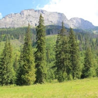 (114/114): Tatranska Javorina - Javorova dolina - Dolina Zadnych Med`odolov - Kopske sedlo 1750 m n.p.m. -  Dolina Zadnych Med`odolov - Javorova dolina - Tatranska Javorina