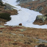 (45/158): Palenica Biaczaska - Dolina Roztoki - Kozi Wierch 2291 m n.p.m. - Dolina Piciu Staww Polskich - Dolina Roztoki - Palenica Biaczaska