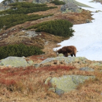 (46/158): Palenica Biaczaska - Dolina Roztoki - Kozi Wierch 2291 m n.p.m. - Dolina Piciu Staww Polskich - Dolina Roztoki - Palenica Biaczaska