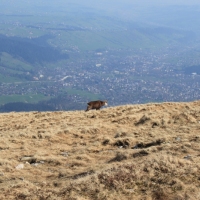 (161/204): Kiry - Dolina Kocieliska - Chuda Przeczka 1850 m n.p.m. - Ciemniak 2096 m n.p.m. - Krzesanica 2122 m n.p.m. - Maoczniak 2096 m n.p.m. - Przysop Mitusi 1189 m n.p.m. - Dolina Kocieliska - Kiry